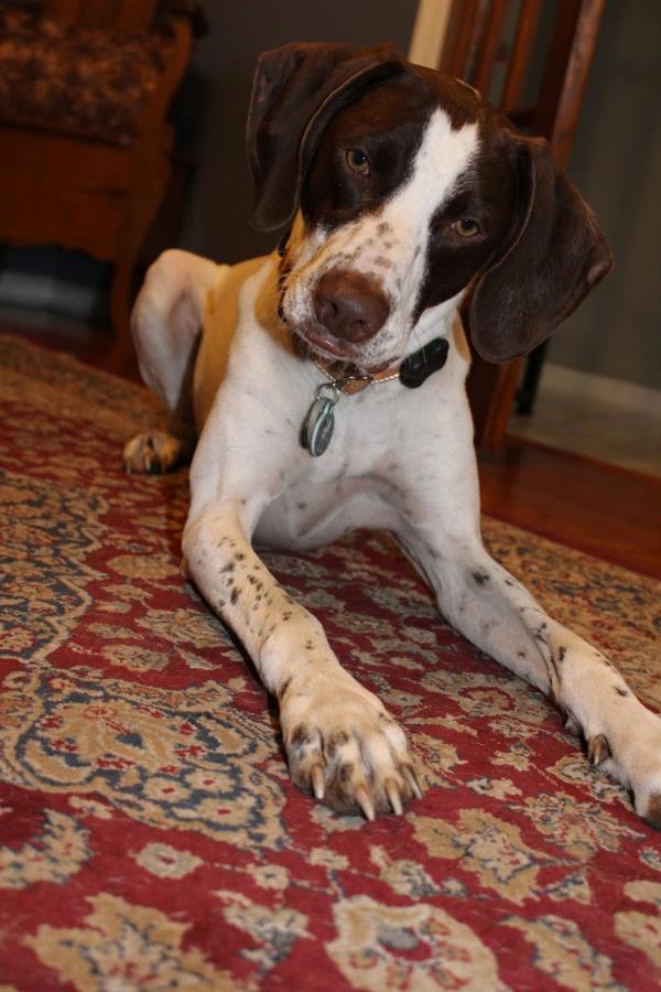 /images/uploads/southeast german shorthaired pointer rescue/segspcalendarcontest2021/entries/21847thumb.jpg